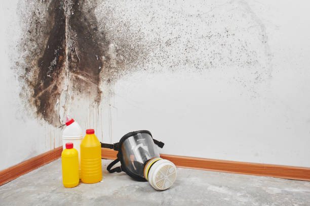  Castlewood, VA Mold Removal Pros
