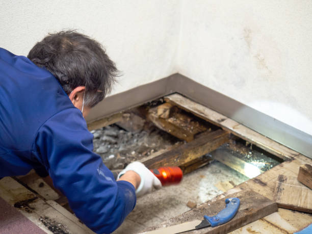 Best Residential Mold Remediation in Castlewood, VA