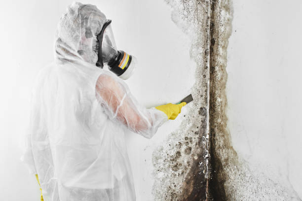 Best Kitchen Mold Remediation in Castlewood, VA