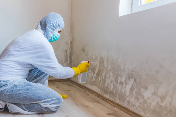 Professional Mold Remediation in Castlewood, VA
