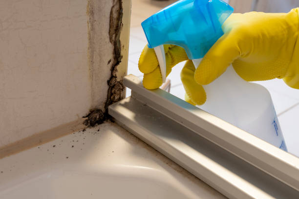 Best Mold Remediation for Schools in Castlewood, VA
