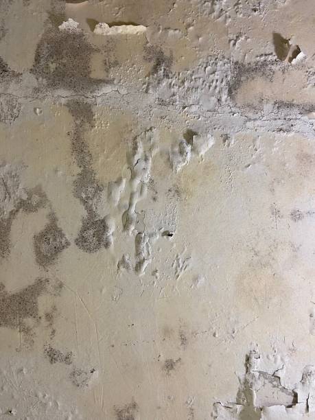 Best Mold Testing and Inspection Services in Castlewood, VA