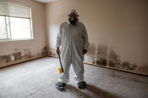 Best Localized Mold Remediation (e.g., coastal areas, humid climates) in Castlewood, VA